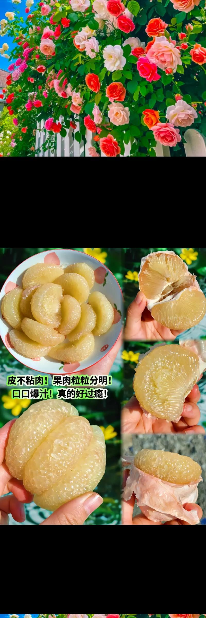 文旦柚果肉的颜色探究（了解文旦柚果肉的颜色对健康有何影响）