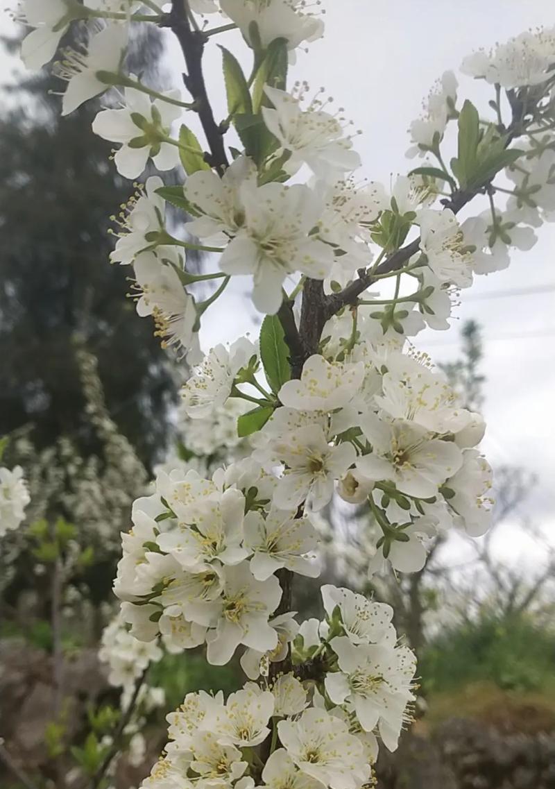 李子开花结果时间及注意事项（了解李子的生长规律，合理管理果园）