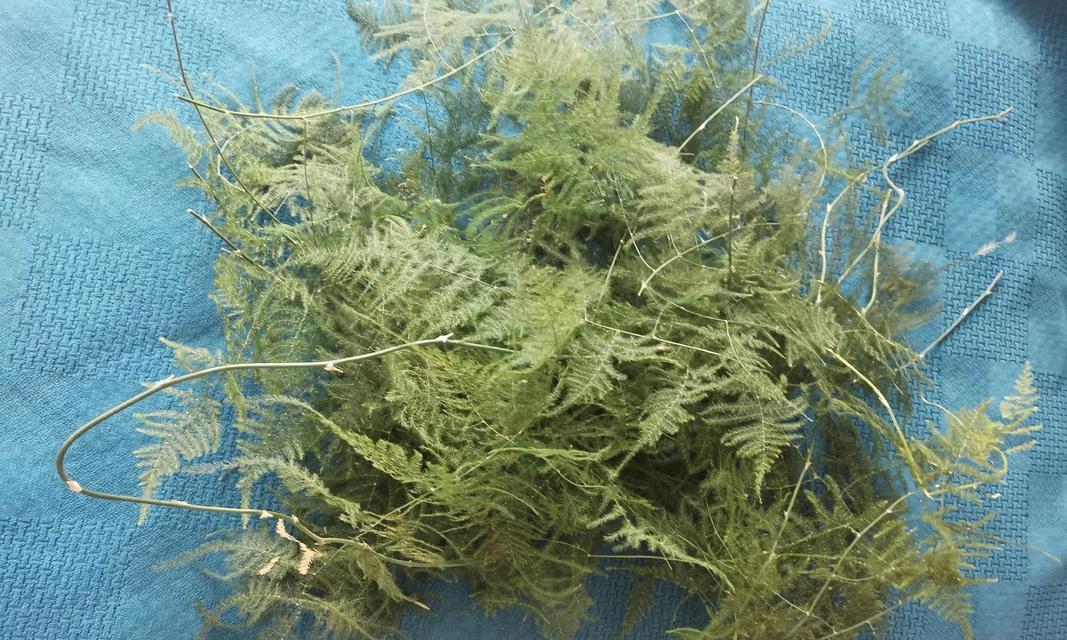 文竹肥料的选择和使用方法（如何选购适合文竹的肥料，使其茁壮成长）