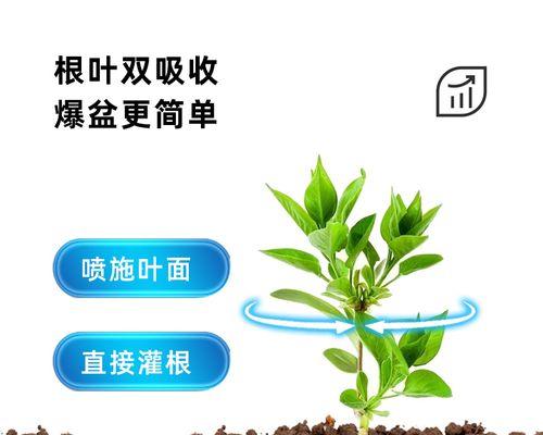 文竹肥料的选择和使用方法（如何选购适合文竹的肥料，使其茁壮成长）