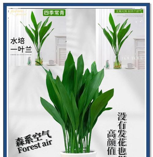 一叶兰分盆及养护指南（分盆时间、方法、注意事项等详解）