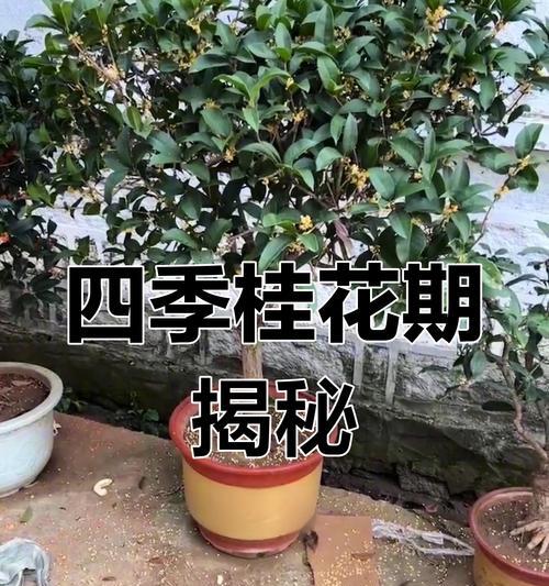 月桂树的花期特点（一年开花次数、花期长短及环境因素影响）