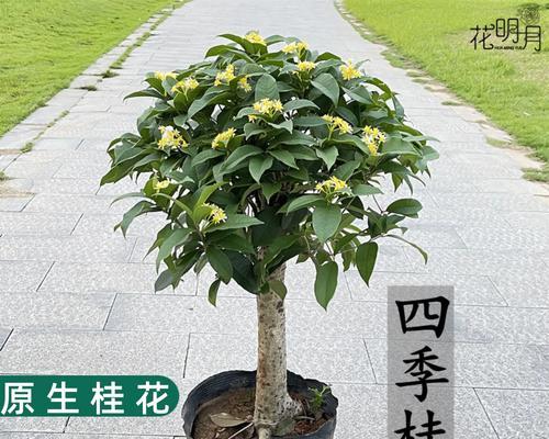月桂树的花期特点（一年开花次数、花期长短及环境因素影响）