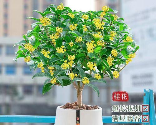 月桂树的花期特点（一年开花次数、花期长短及环境因素影响）