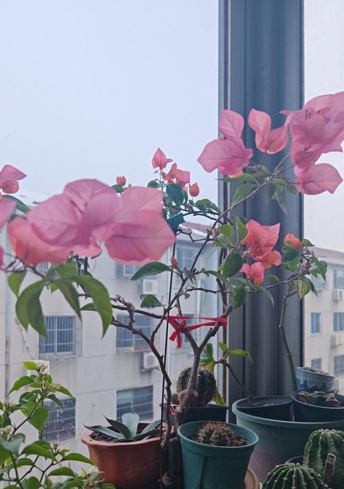 广红樱三角梅勤花，美不胜收（探究广红樱三角梅的成长历程和花期特点）