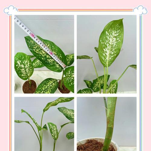 叶繁殖植物的繁殖方法探秘（探究叶繁殖植物的繁殖原理与技巧）