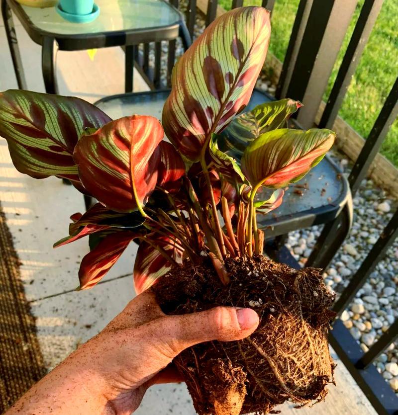 叶繁殖植物的繁殖方法探秘（探究叶繁殖植物的繁殖原理与技巧）