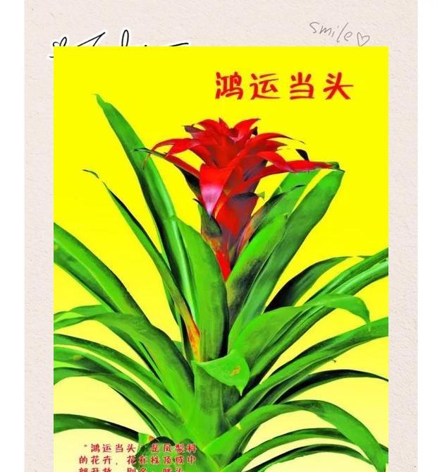 红运当头，阳光喜欢谁？（探究人们对阳光的好恶之因）