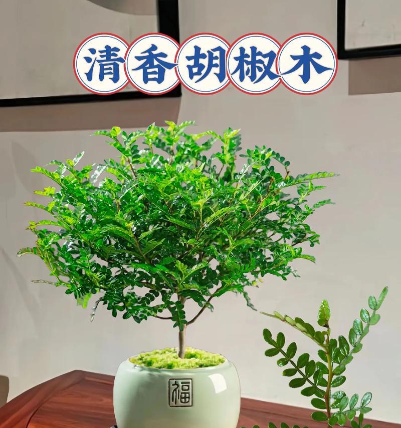 打造舒适室内空气环境（打造舒适室内空气环境）