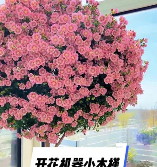 小木槿冬季浇水技巧（养护小窍门，让小木槿健康度过冬季）