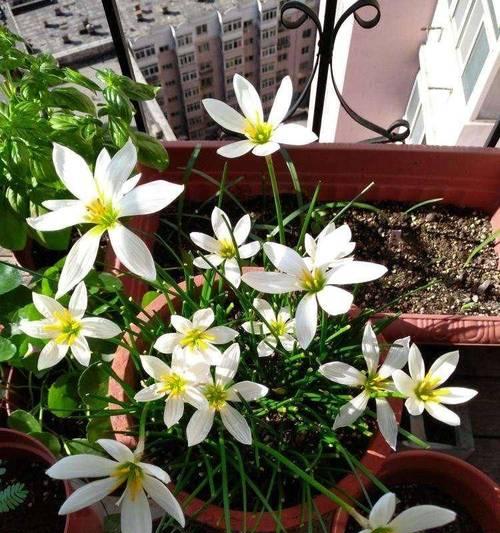 秋天阳台养花指南（让你的阳台五彩缤纷，盛开秋天的花）