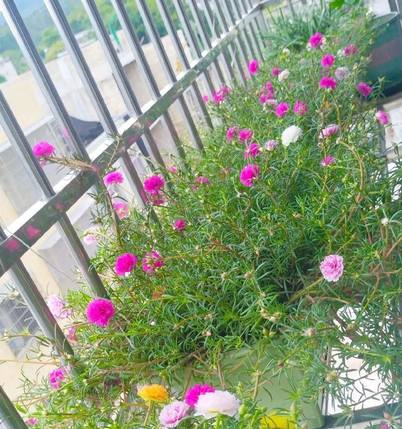 秋天阳台养花指南（让你的阳台五彩缤纷，盛开秋天的花）