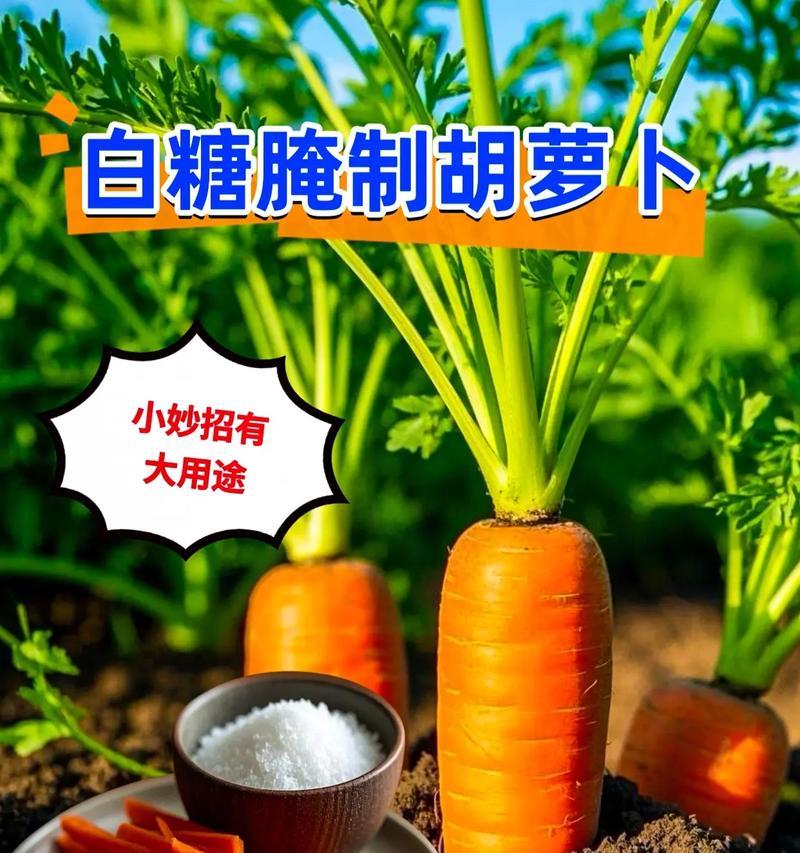 胡萝卜储存方法（保鲜技巧及注意事项）