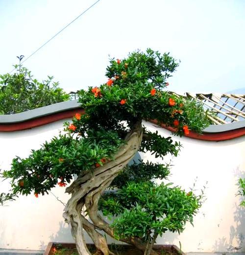 石榴盆景的养护方法与注意事项：打造健康美丽的盆景