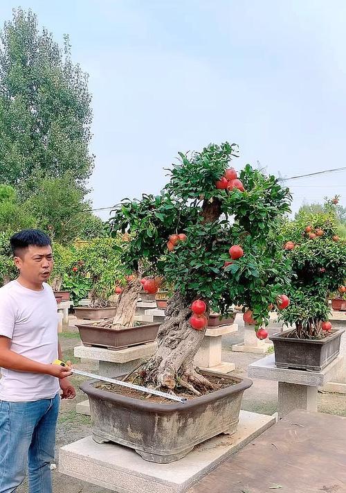 石榴盆景的养护方法与注意事项：打造健康美丽的盆景