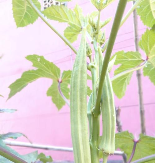 秋葵的热凉性分析：科学探究秋葵的性质