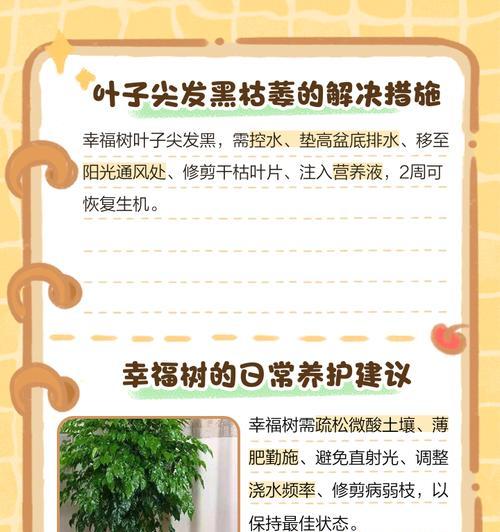 幸福树叶子干枯原因及补救方法（揭秘幸福树养护误区，教你如何让幸福树长盛不衰）