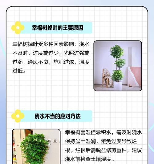 幸福树叶子干枯原因及补救方法（揭秘幸福树养护误区，教你如何让幸福树长盛不衰）