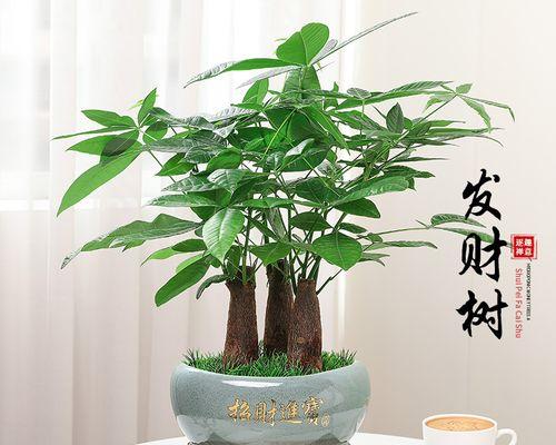 发财树的放置位置指南（让你的发财树发挥最大功效的小技巧）