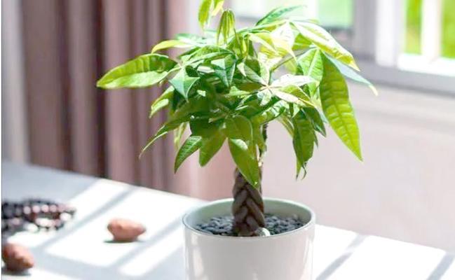 发财树的放置位置指南（让你的发财树发挥最大功效的小技巧）