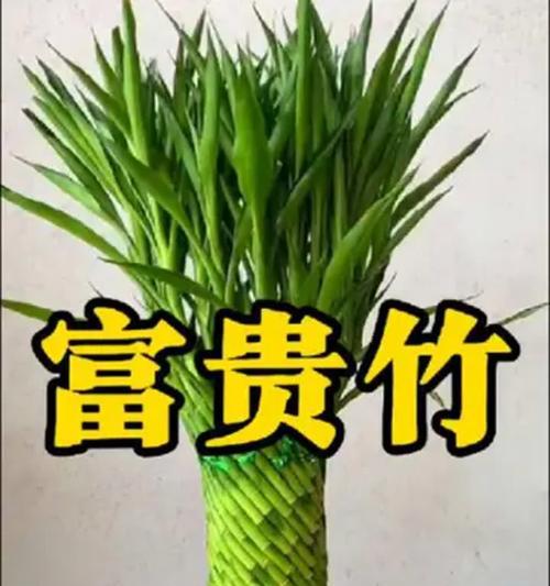 如何有效防治富贵竹叶子干枯（富贵竹叶子干枯的原因分析及预防措施）