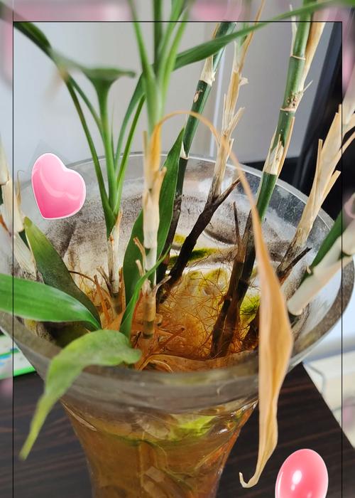 如何有效防治富贵竹叶子干枯（富贵竹叶子干枯的原因分析及预防措施）