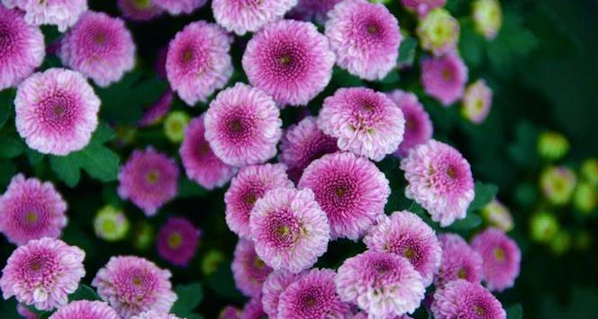 乒乓菊的近亲——相似花卉一览（探寻乒乓菊的“同门”姊妹花）