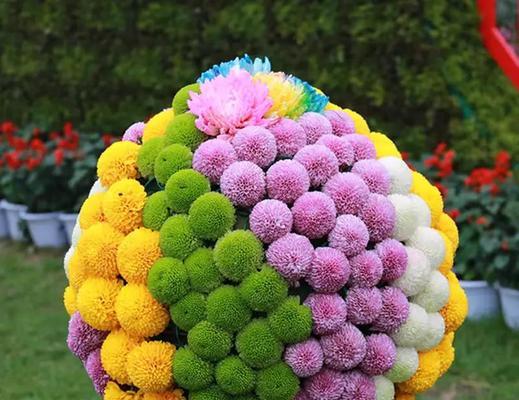乒乓菊的近亲——相似花卉一览（探寻乒乓菊的“同门”姊妹花）