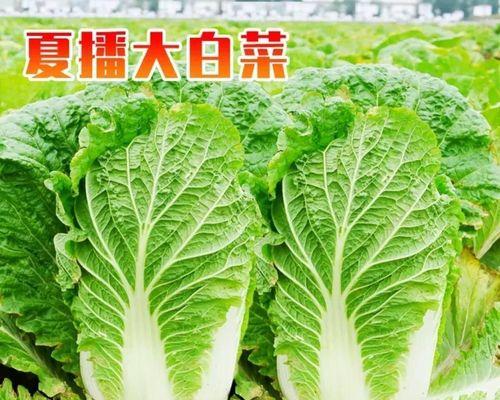 小白菜对低温的耐受程度及生长适宜温度研究（了解小白菜的冷耐性，提高冬季生产效益）