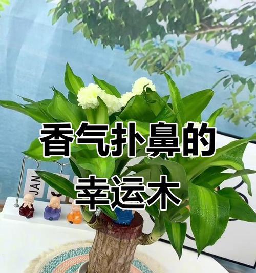 揭开巴西木花香的神秘面纱（探究巴西木花香的特性和危害，保护生态环境）