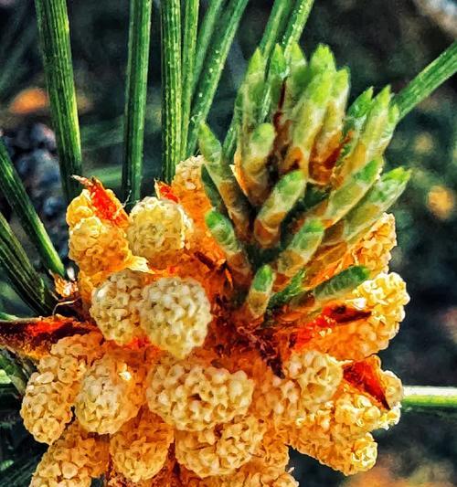 松树开花，是好事还是坏事？（探究松树开花现象的原因及其对生态环境的影响）