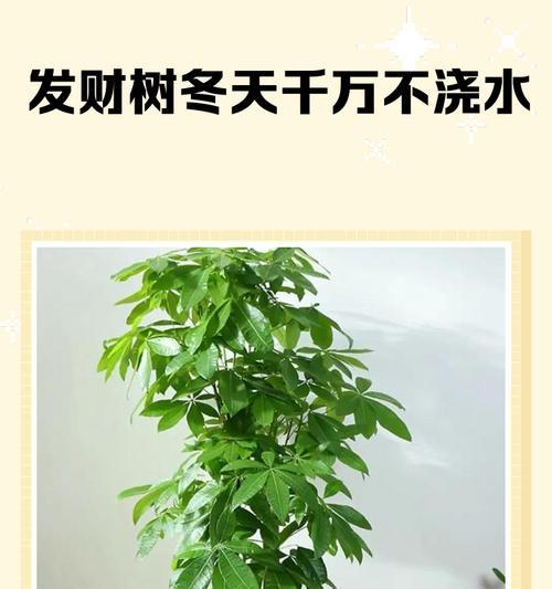 发财树换盆后怎样浇水才正确？（发财树换盆后浇水的时间、量和方式）