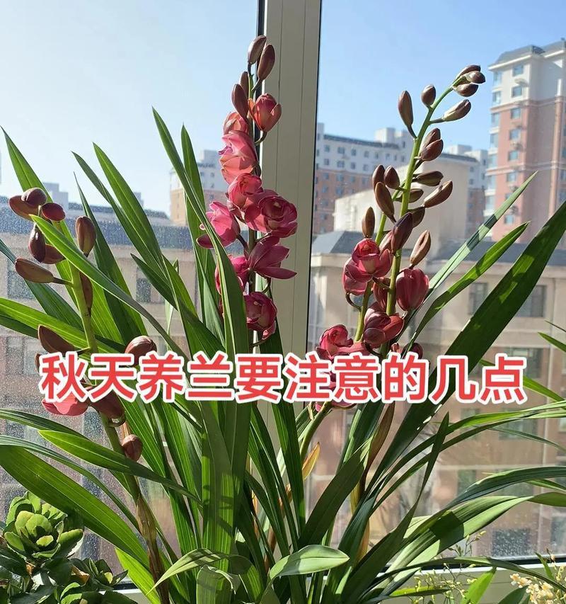 兰花秋季移栽的注意事项（移栽前要注意的八点内容）
