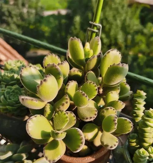 多肉光棍树开花的奥秘（探秘多肉光棍树开花的样子和花期）
