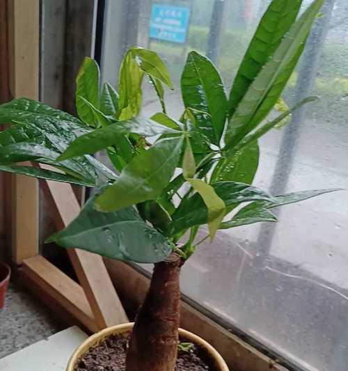 磷酸二氢钾浇发财树的神奇效果（用磷酸二氢钾让您的财运飞升）