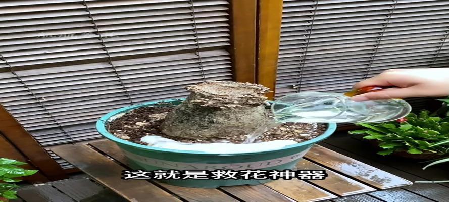 磷酸二氢钾浇发财树的神奇效果（用磷酸二氢钾让您的财运飞升）