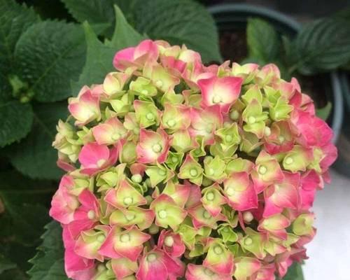 红绣球花的毒性与室内养护（了解红绣球花的毒性，室内养护也需谨慎）