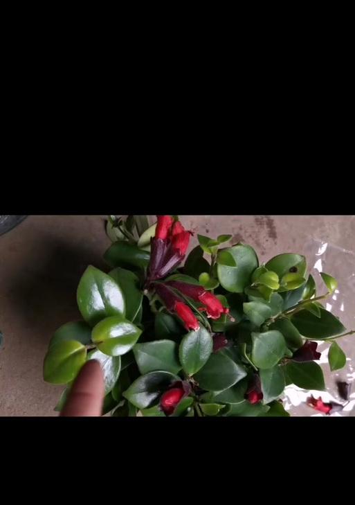 甘蔗喜阳还是喜阴？——一探甘蔗生长习性（甘蔗生长的关键因素与调控方法）