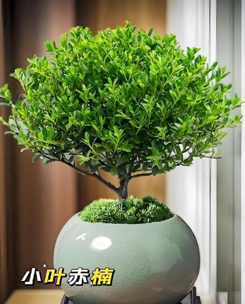 甘蔗喜阳还是喜阴？——一探甘蔗生长习性（甘蔗生长的关键因素与调控方法）