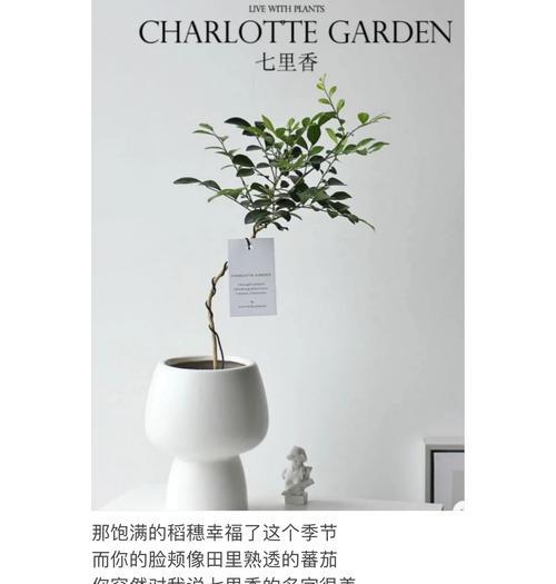 七里香的生长习性特点与生长环境条件（探究七里香的生长习性与适宜环境，促进其栽培和利用）