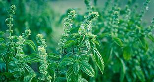 揭秘罗勒的神秘开花现象（罗勒开花的样子及其生长过程）