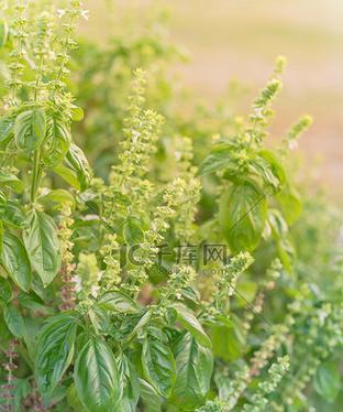 揭秘罗勒的神秘开花现象（罗勒开花的样子及其生长过程）