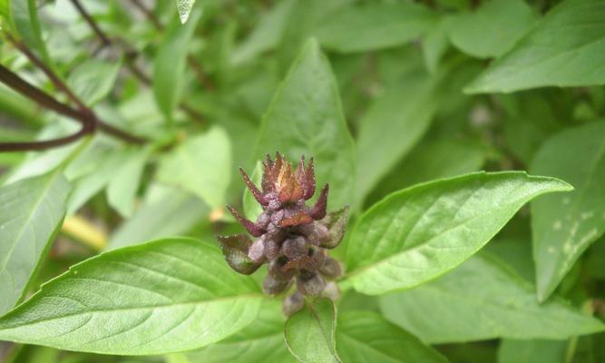 揭秘罗勒的神秘开花现象（罗勒开花的样子及其生长过程）