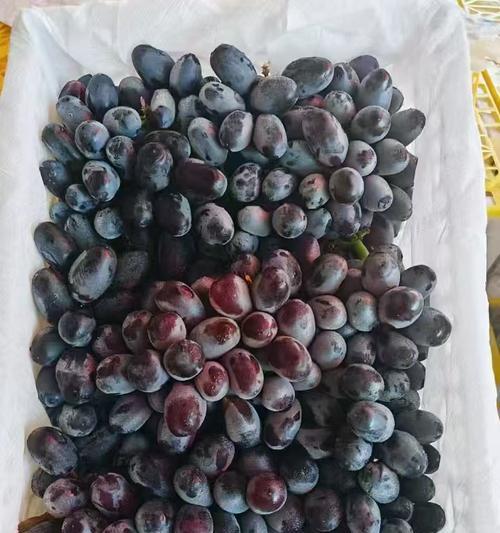 提子采摘季节大揭秘！（了解提子成熟季节，品尝最美味的果实）