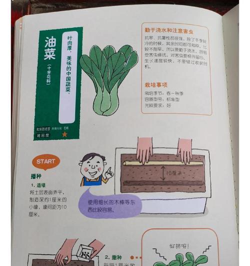 养小白菜需不需要每天浇水？（-小白菜的生长和水分需求）