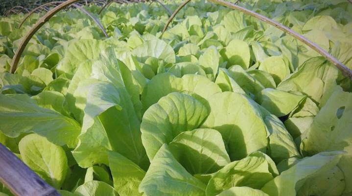 养小白菜需不需要每天浇水？（-小白菜的生长和水分需求）