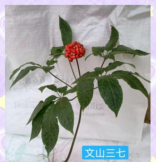 三七生长环境及生长地方条件（探究三七的生存要求，解析适合种植的地理环境）