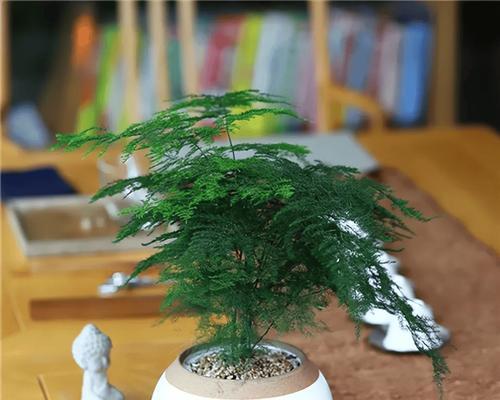如何选购文竹花盆（让文竹摆放更美观的花盆选购指南）