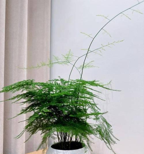 如何选购文竹花盆（让文竹摆放更美观的花盆选购指南）
