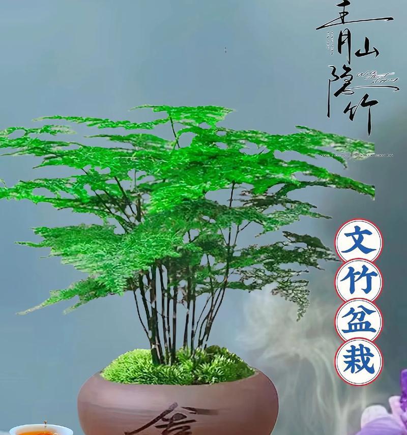 如何选购文竹花盆（让文竹摆放更美观的花盆选购指南）